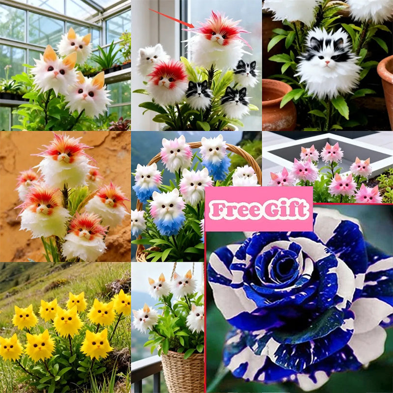 Magic Cat's-Eye Flower Seeds