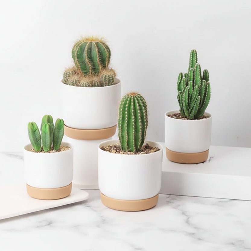ROOTMIND Intelligent Self-watering Pot