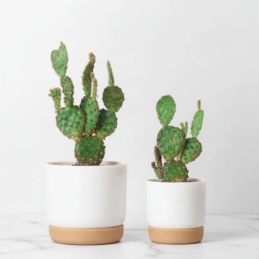 ROOTMIND Intelligent Self-watering Pot