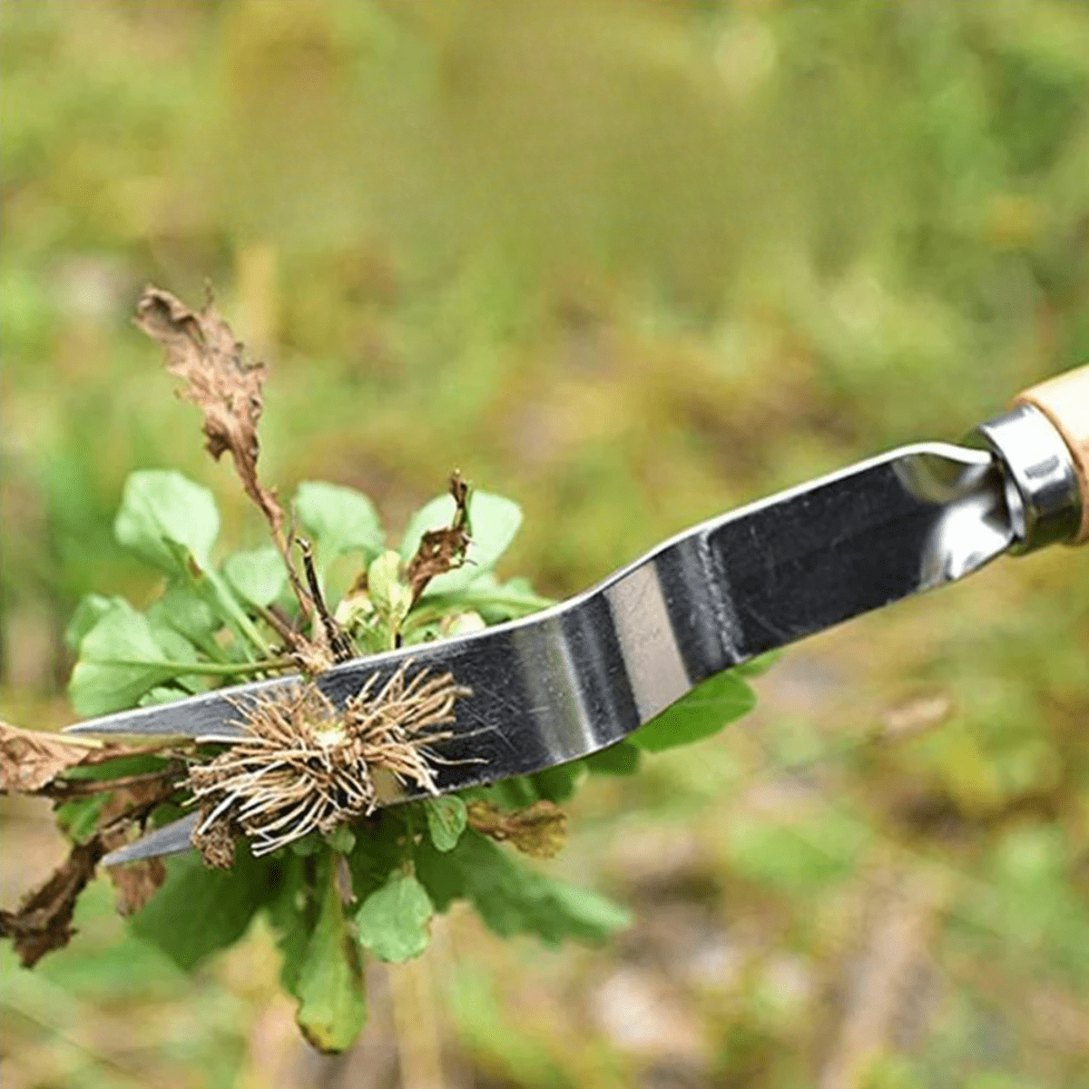 GardenPulse Precision Precise Weed Remover lifestyle image 3