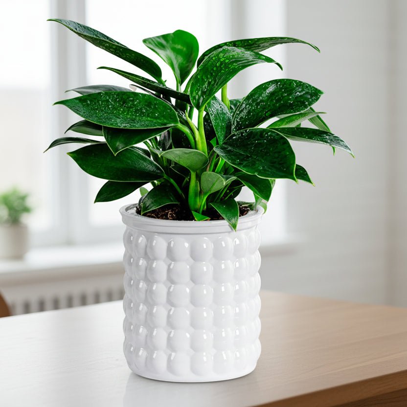 HYDROZEN Environmentally Friendly Water Culture Flowerpot