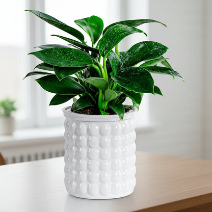 HYDROZEN Environmentally Friendly Water Culture Flowerpot