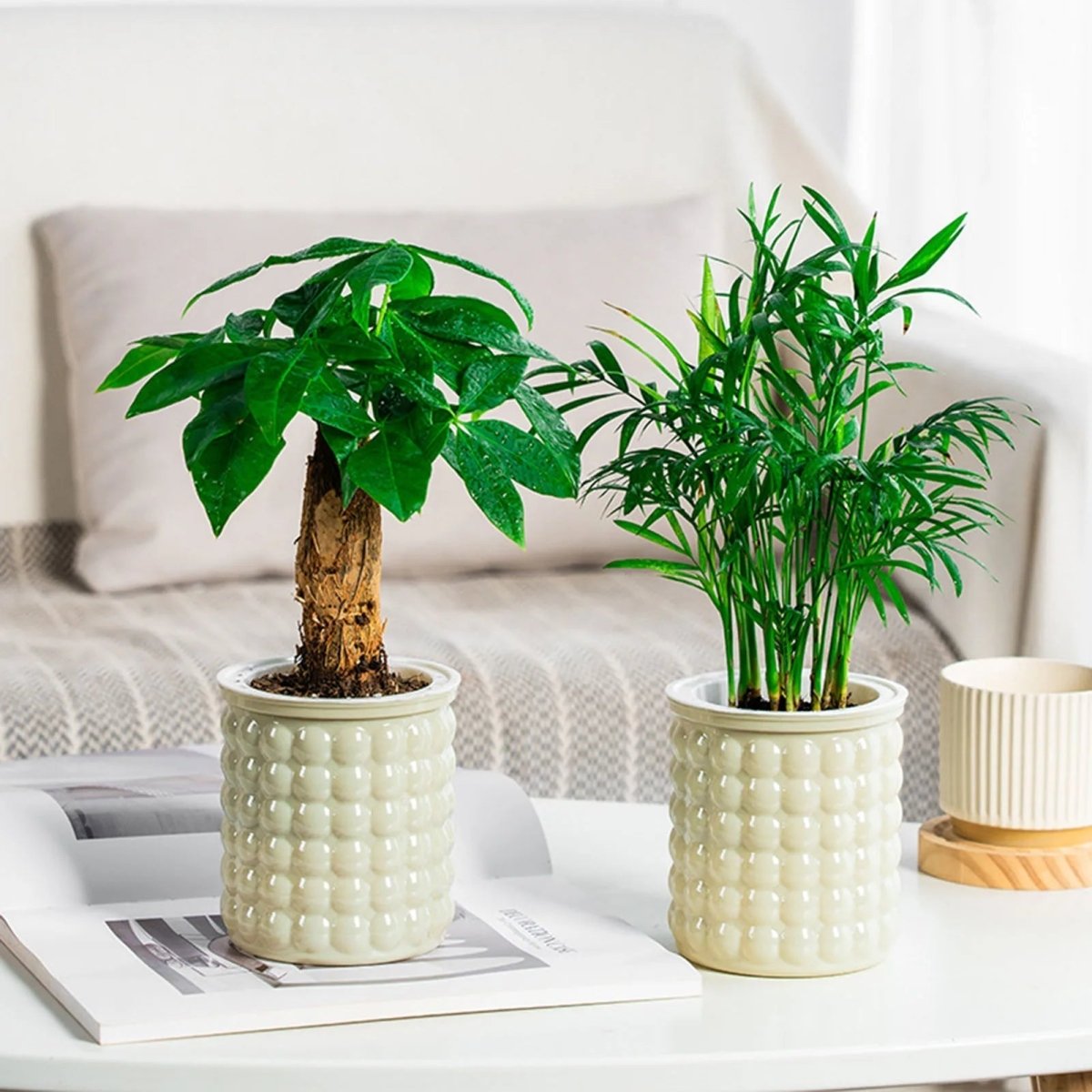 HYDROZEN Environmentally Friendly Water Culture Flowerpot