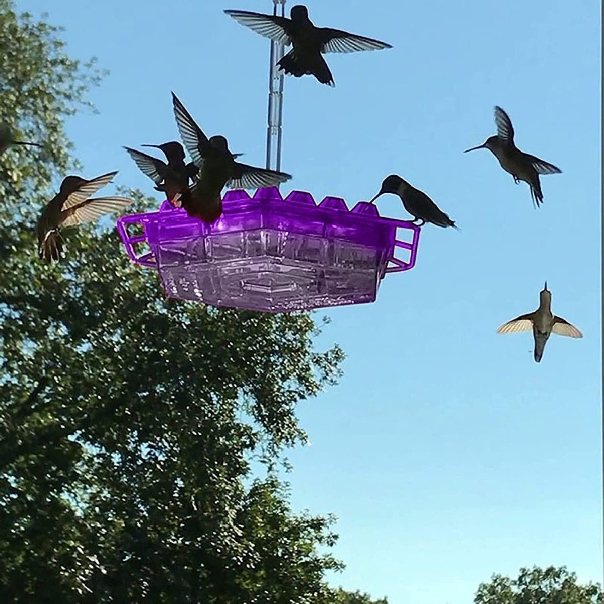 VOGELTRAUM Ant-Proof Nectar Feeder