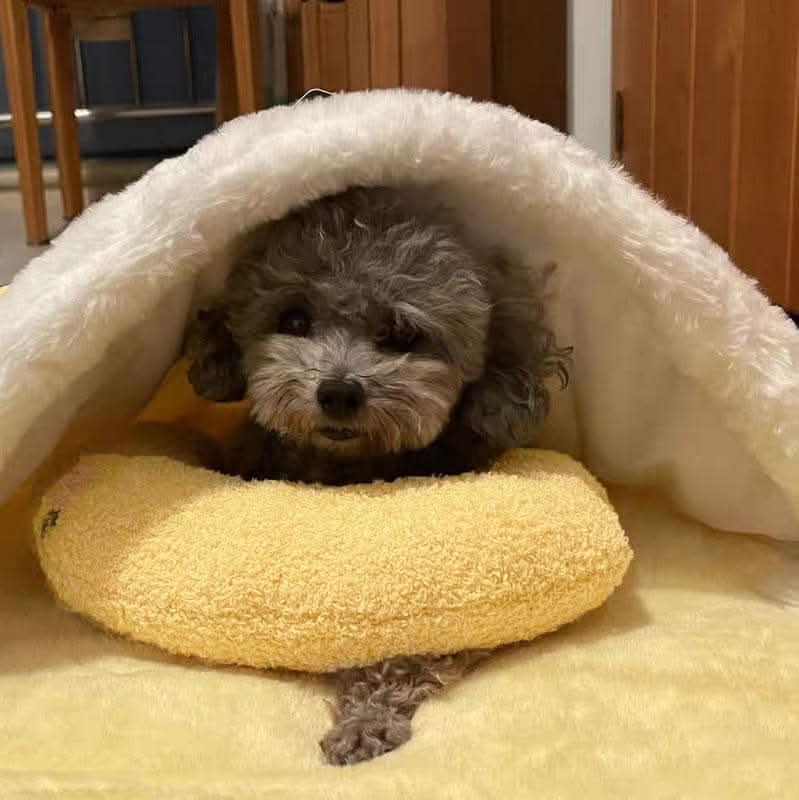 Petease Luxury Orthopaedic Dog Cushion Against Stress