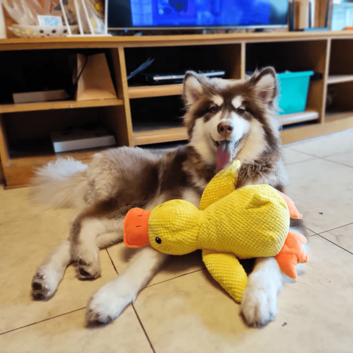 SnuggleBeak Plush Toy for Dogs Soft Squeaky Duck lifestyle 1