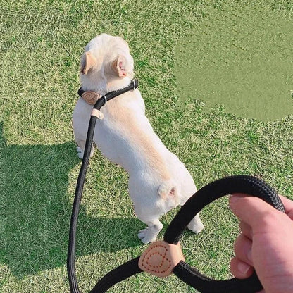 COLORLEASH Colorful Dog Leash