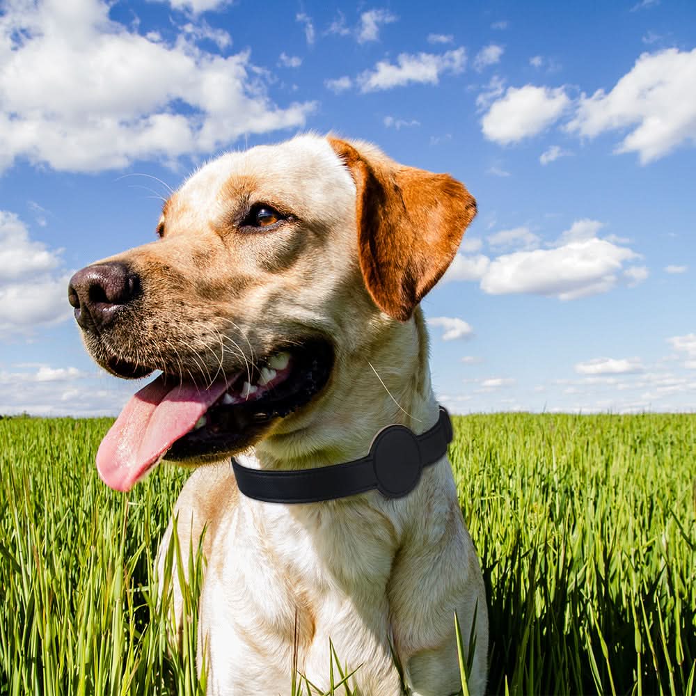 TAGSAFE Dog Collar