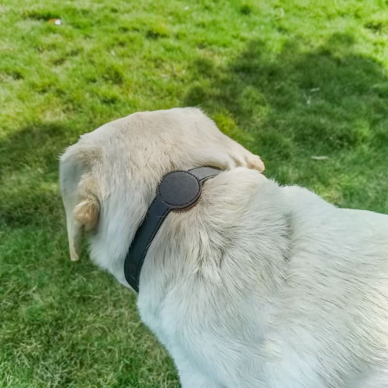 TAGSAFE Dog Collar