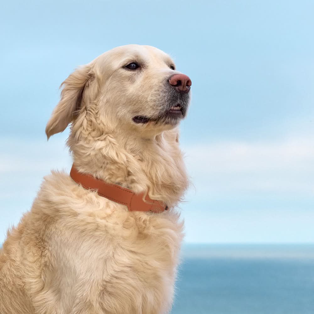 TAGSAFE Dog Collar