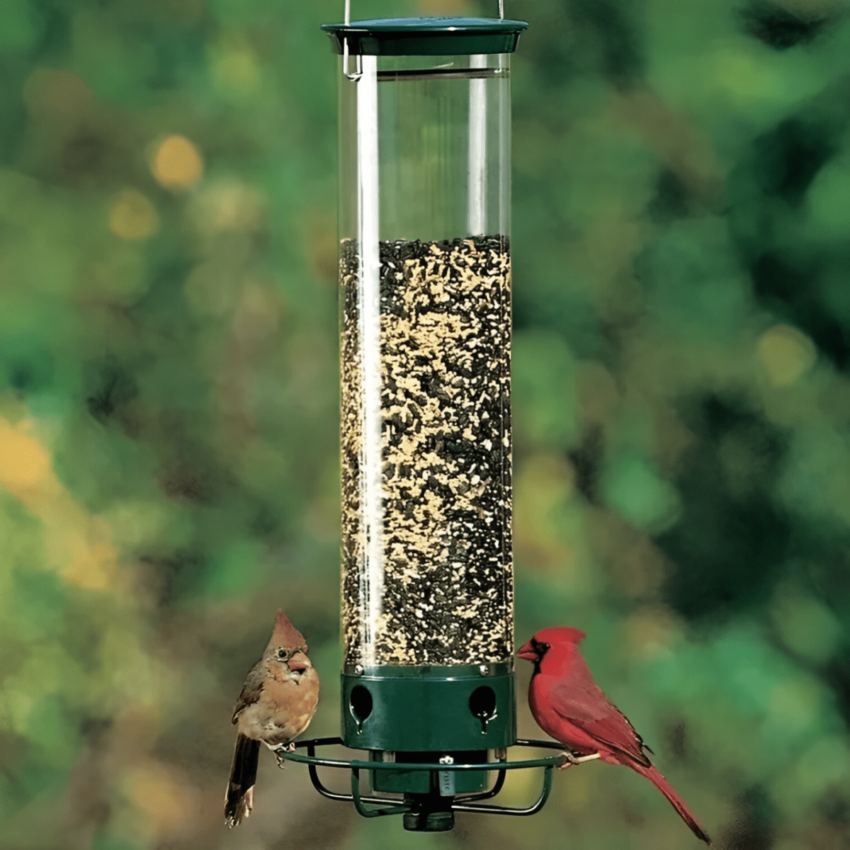 NutriGuard Squirrel-Proof Birdhouse lifestyle image 1