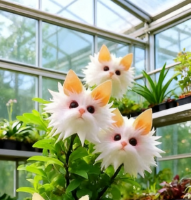 Magic Cat's-Eye Flower Seeds