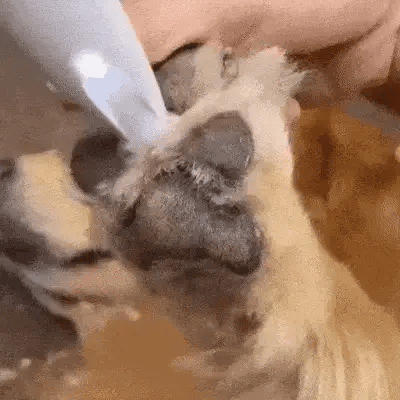 SILENTPET TRIMMER Quiet Dog Clipper