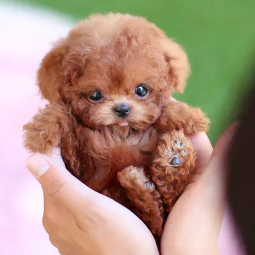 Robot Puppy Toy, Smart Interactive Plush Puppy Gift for Kids & Seniors