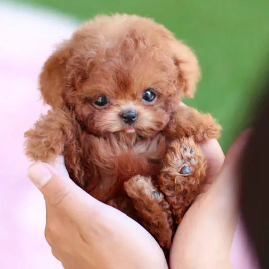 Robot Puppy Toy, Smart Interactive Plush Puppy Gift for Kids & Seniors