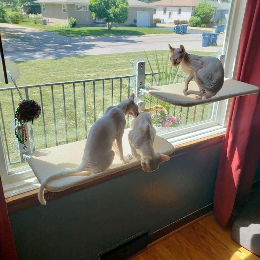 Pawperch Foldable Cat Hammock