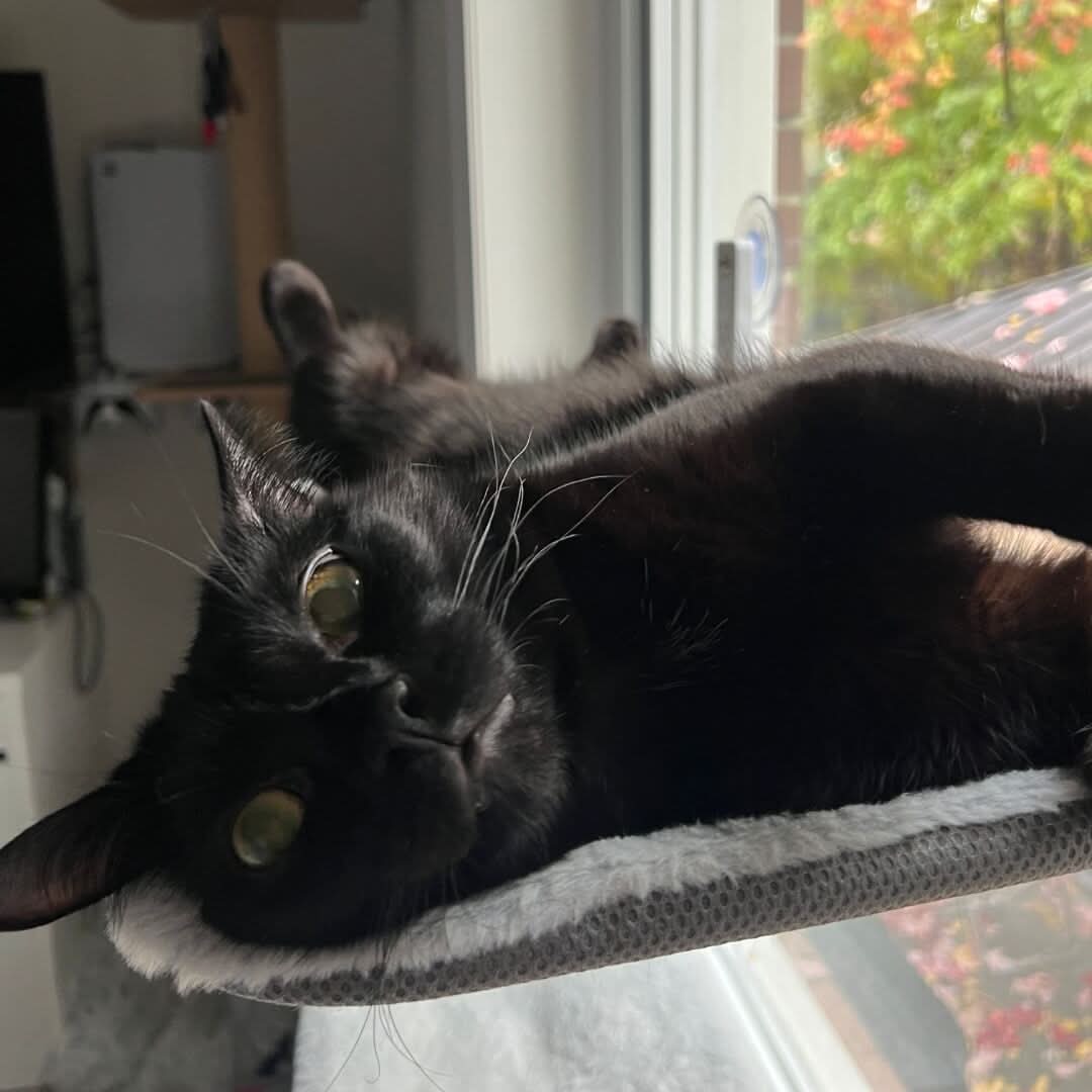 Pawperch Foldable Cat Hammock