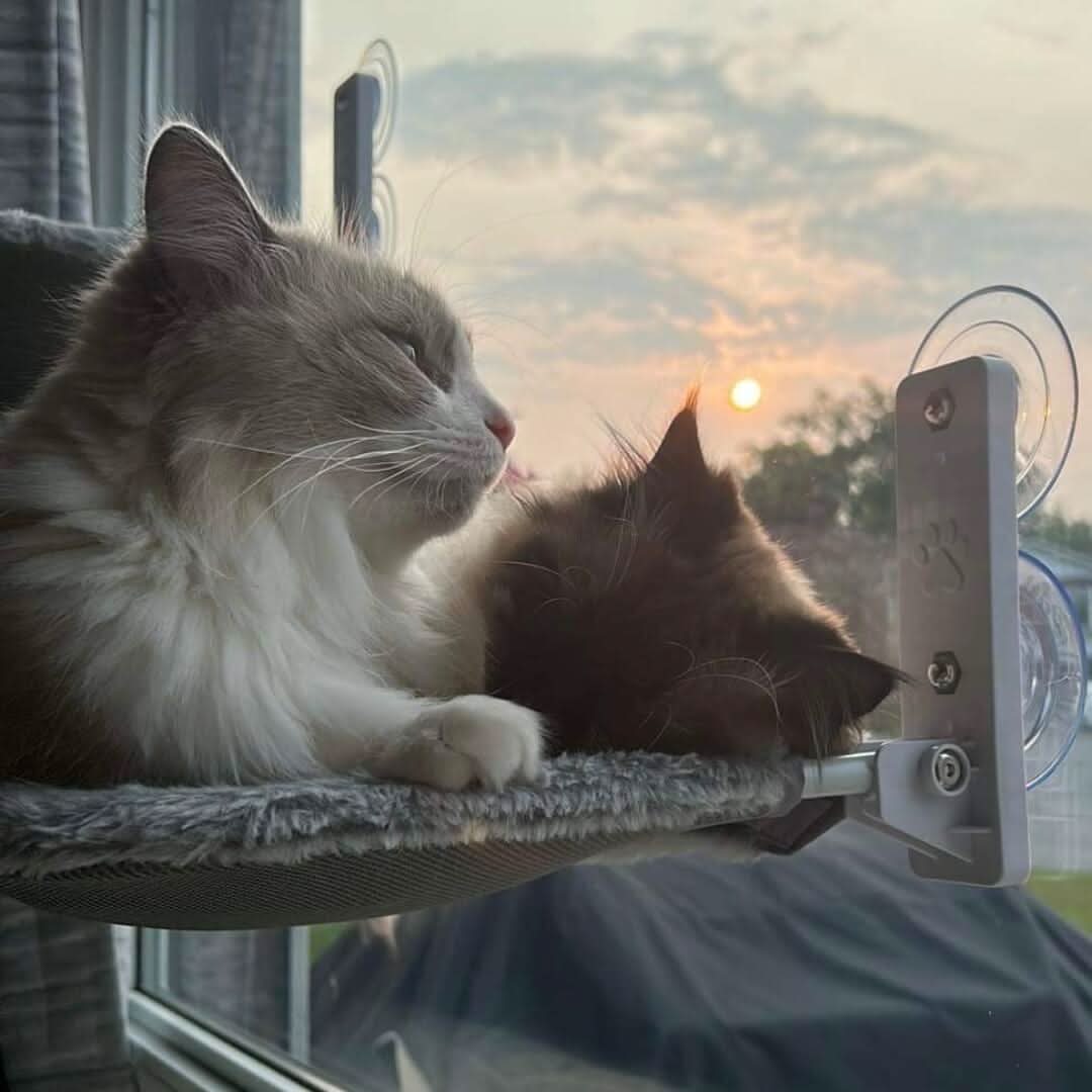 Pawperch Foldable Cat Hammock