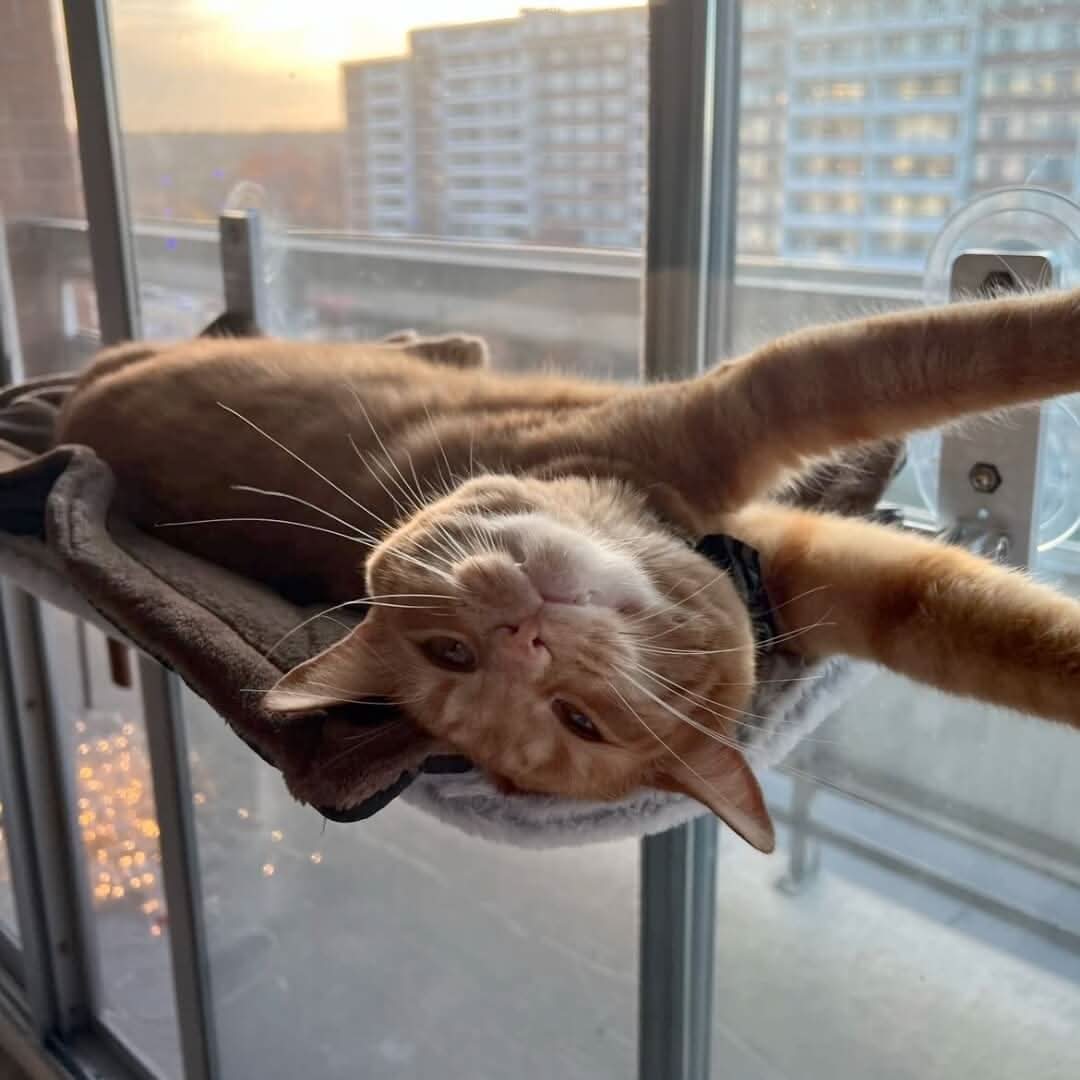Pawperch Foldable Cat Hammock