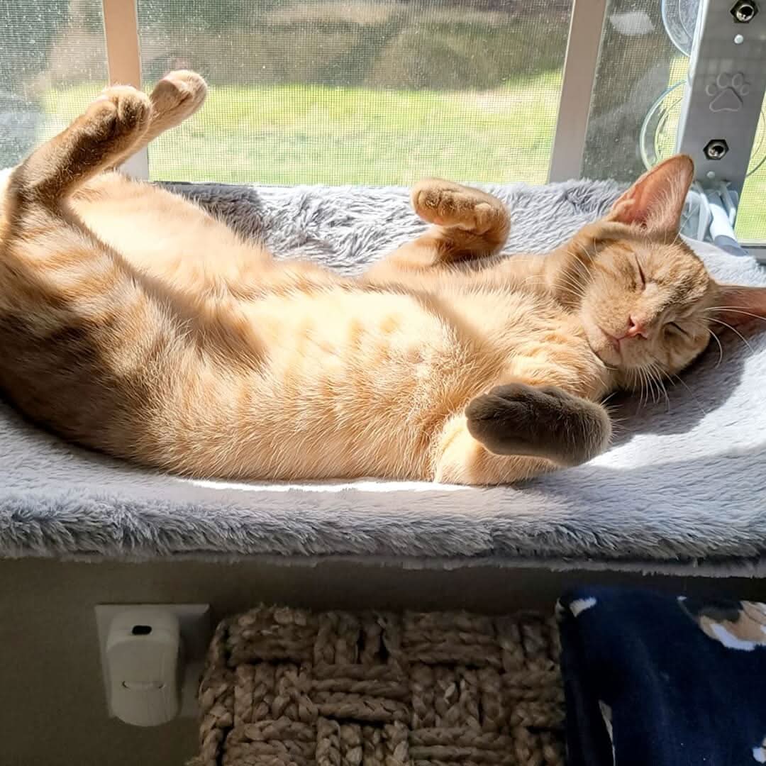 Pawperch Foldable Cat Hammock