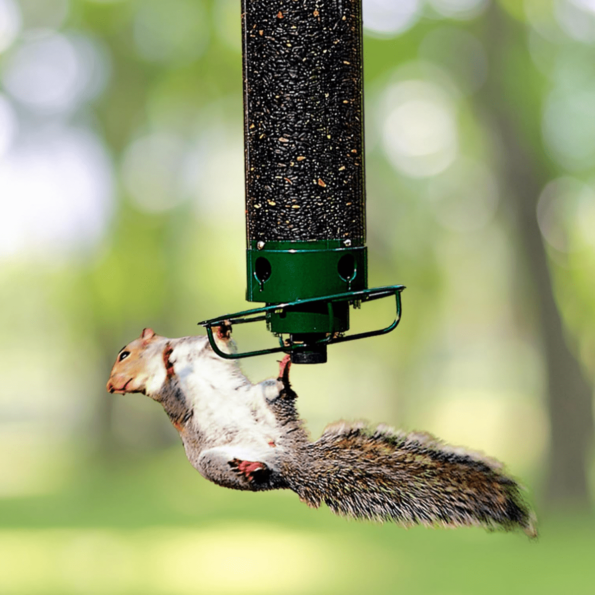 WILDFEED Outdoor Bird Feeder