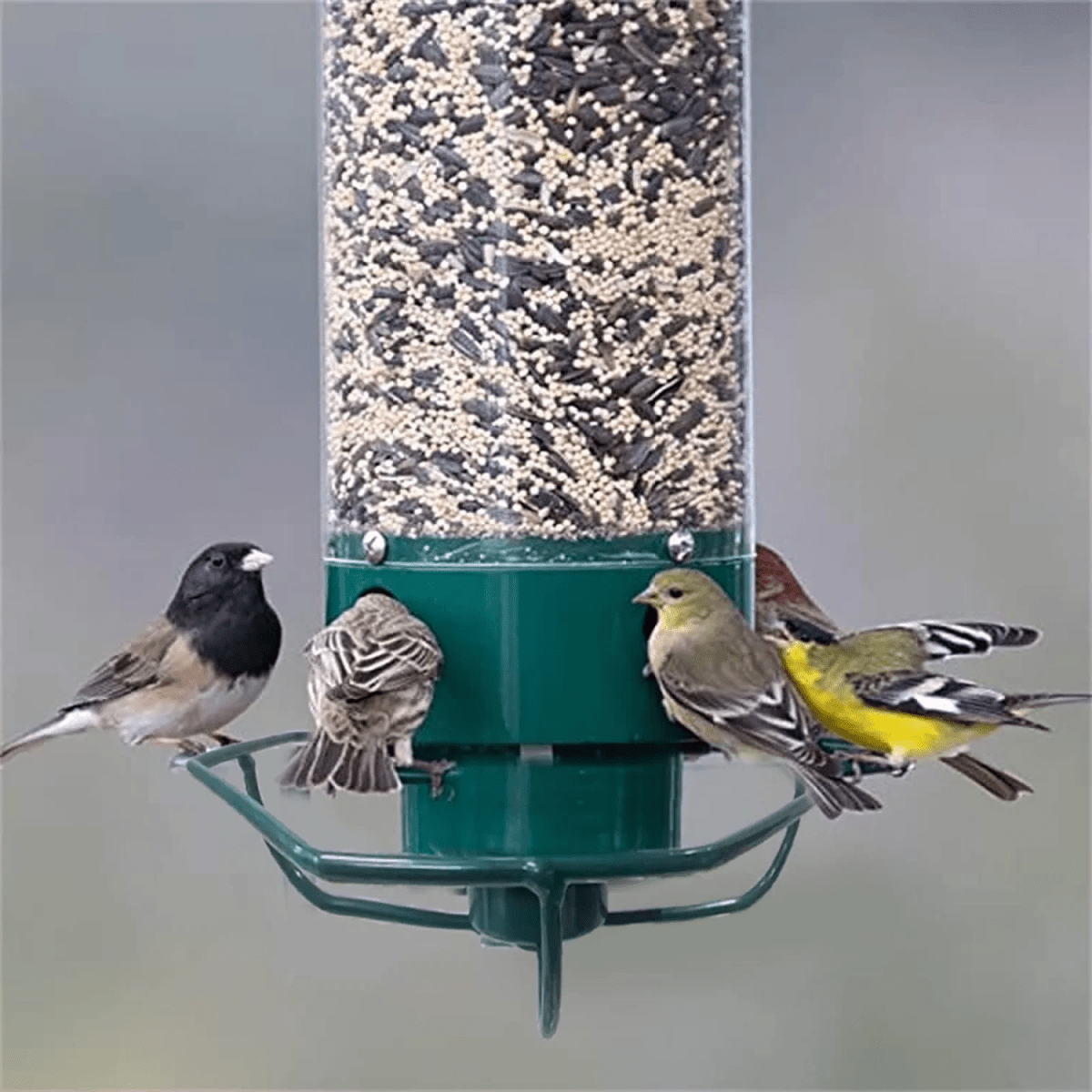WILDFEED Outdoor Bird Feeder